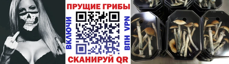 KRAKEN ССЫЛКА  Горно-Алтайск  Галлюциногенные грибы прущие грибы  магазин   