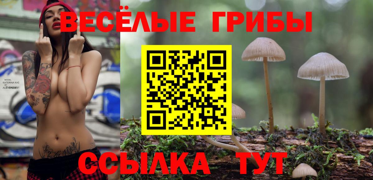 Галлюциногенные грибы Psilocybine cubensis Горно-Алтайск